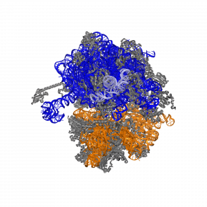 ribosome_rcd_cartoon.png