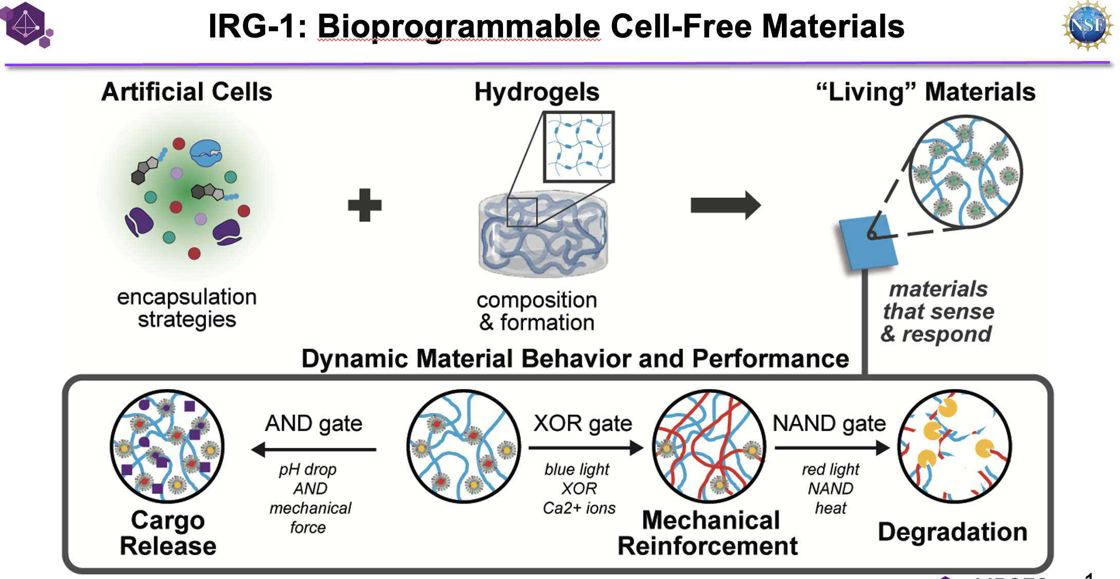 scientific image outlining the scematic for cell-free bioprogrammable materials